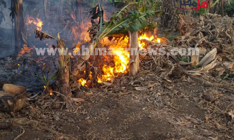 نشوب حريق بالغابات الشجرية بشرق الأقصر