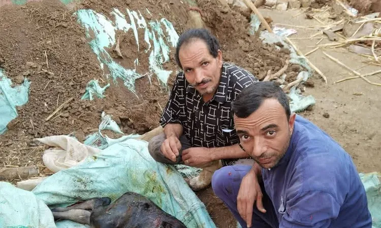 ولادة عجل برأسين في بني سويف بعد عملية قيصرية.. والأهالي: علامة من آيات الله