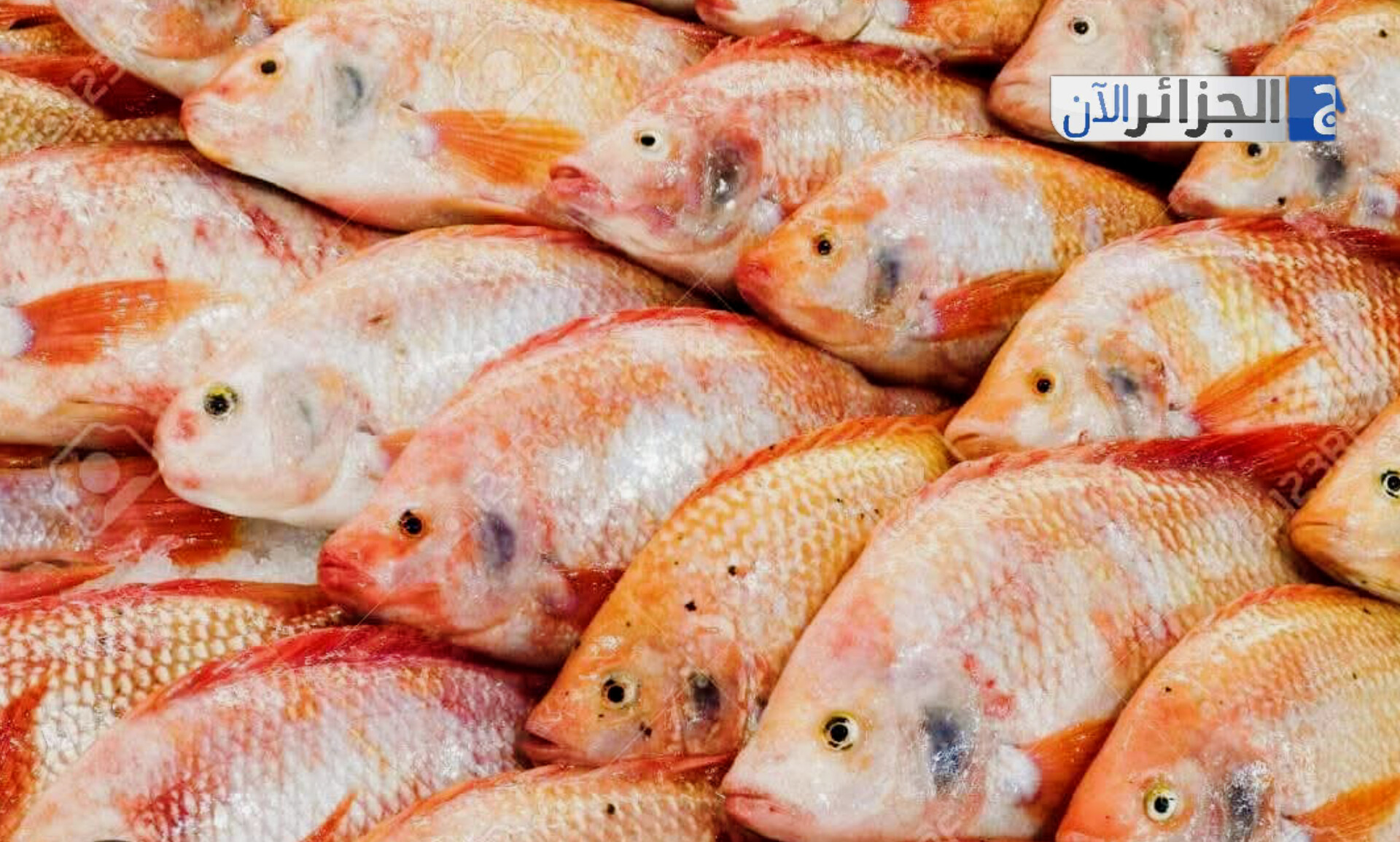 خطوة نحو رقمنة قطاع تربية المائيات