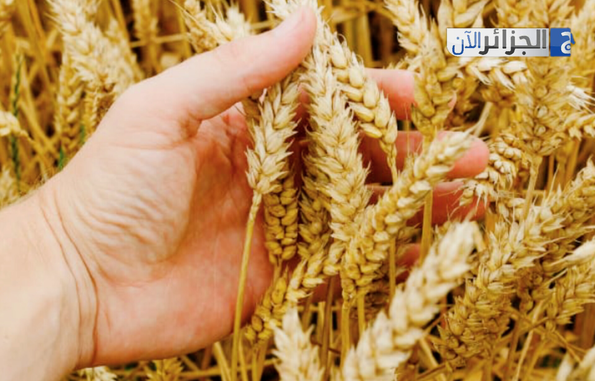 الجزائر تفتح مناقصتين جديدتين لاقتناء القمح والشعير