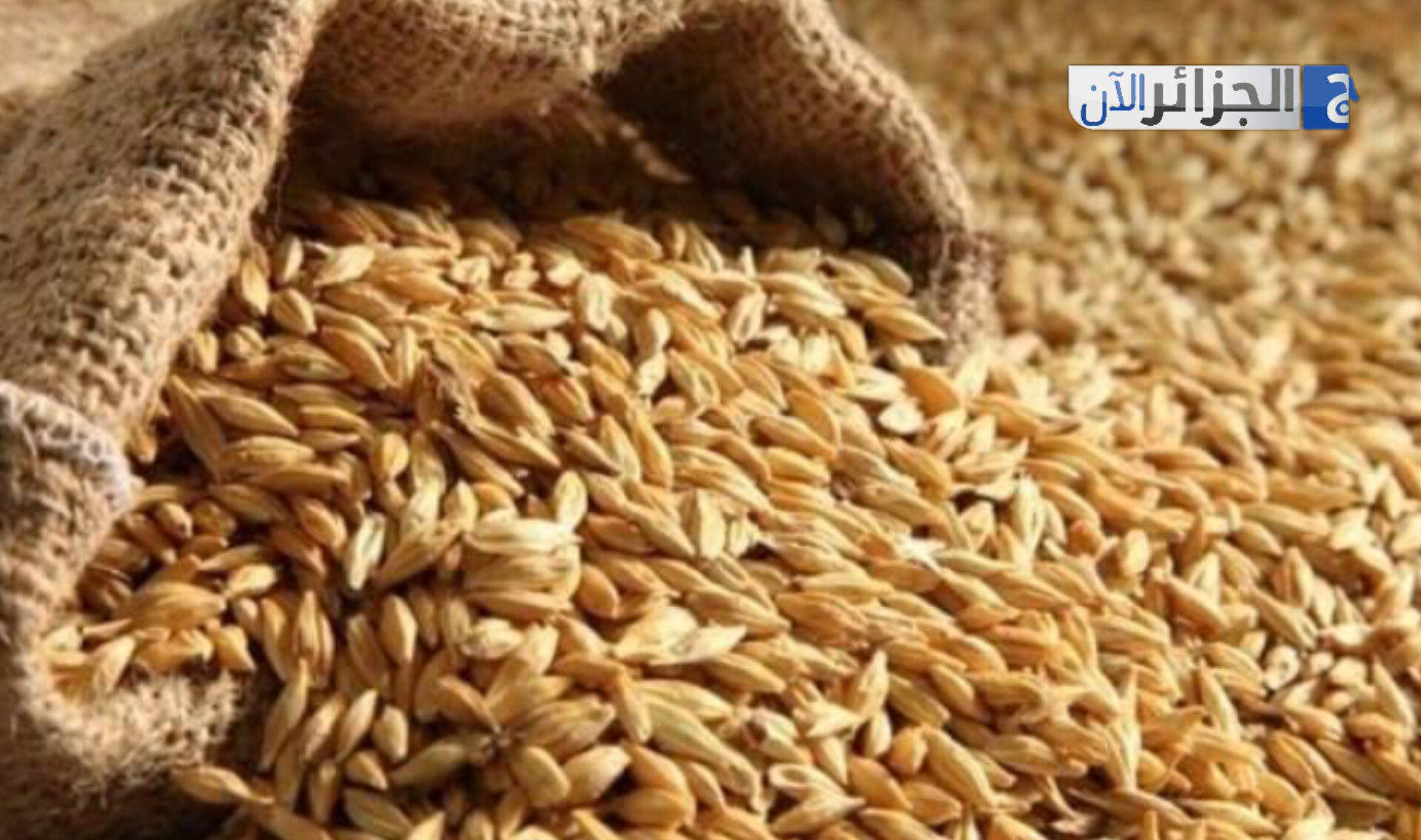 الجزائر تشتري كميات محدودة من القمح وعلف الشعير