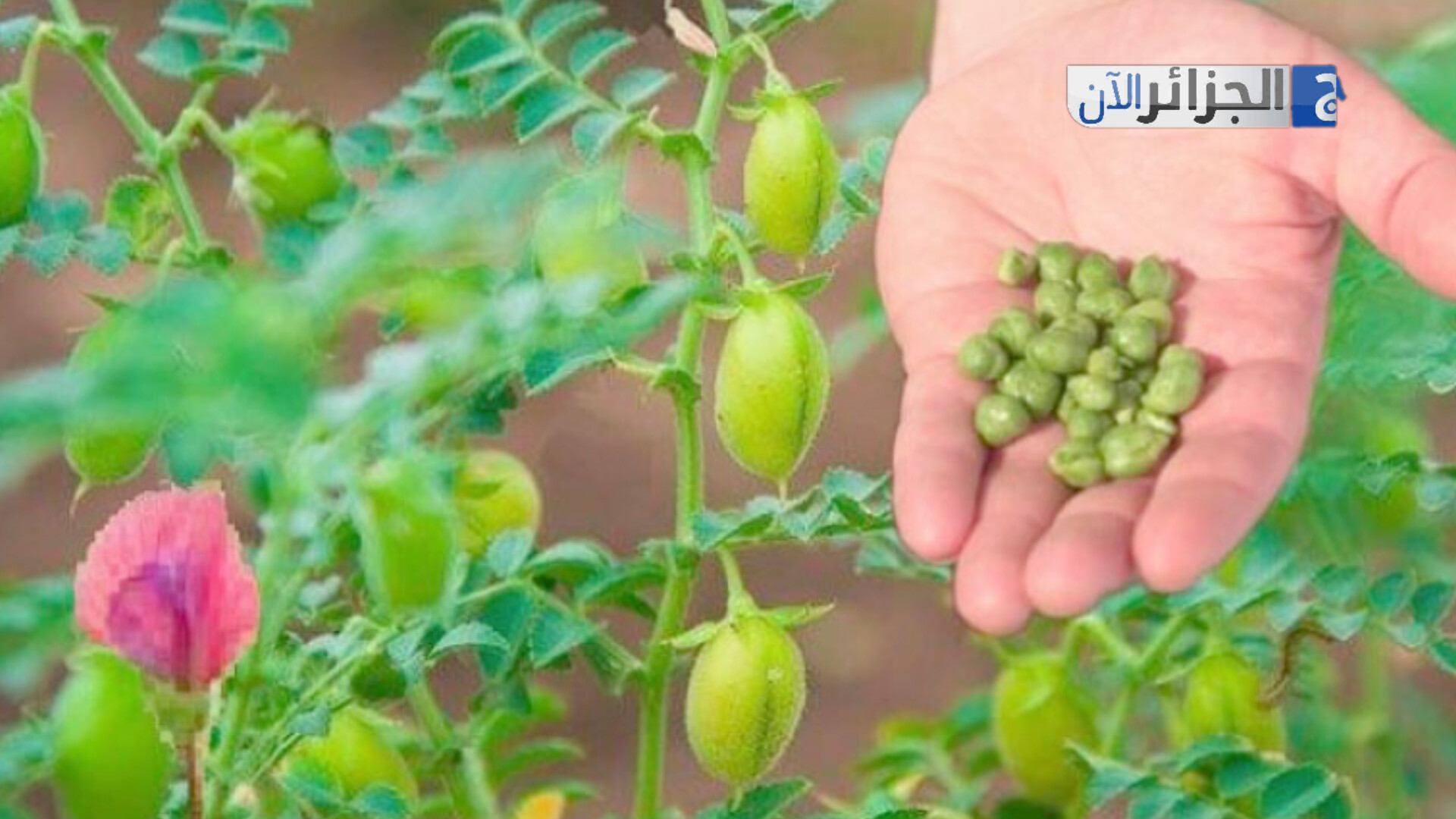 الجزائر … قوة زراعية عربية في إنتاج الحمص