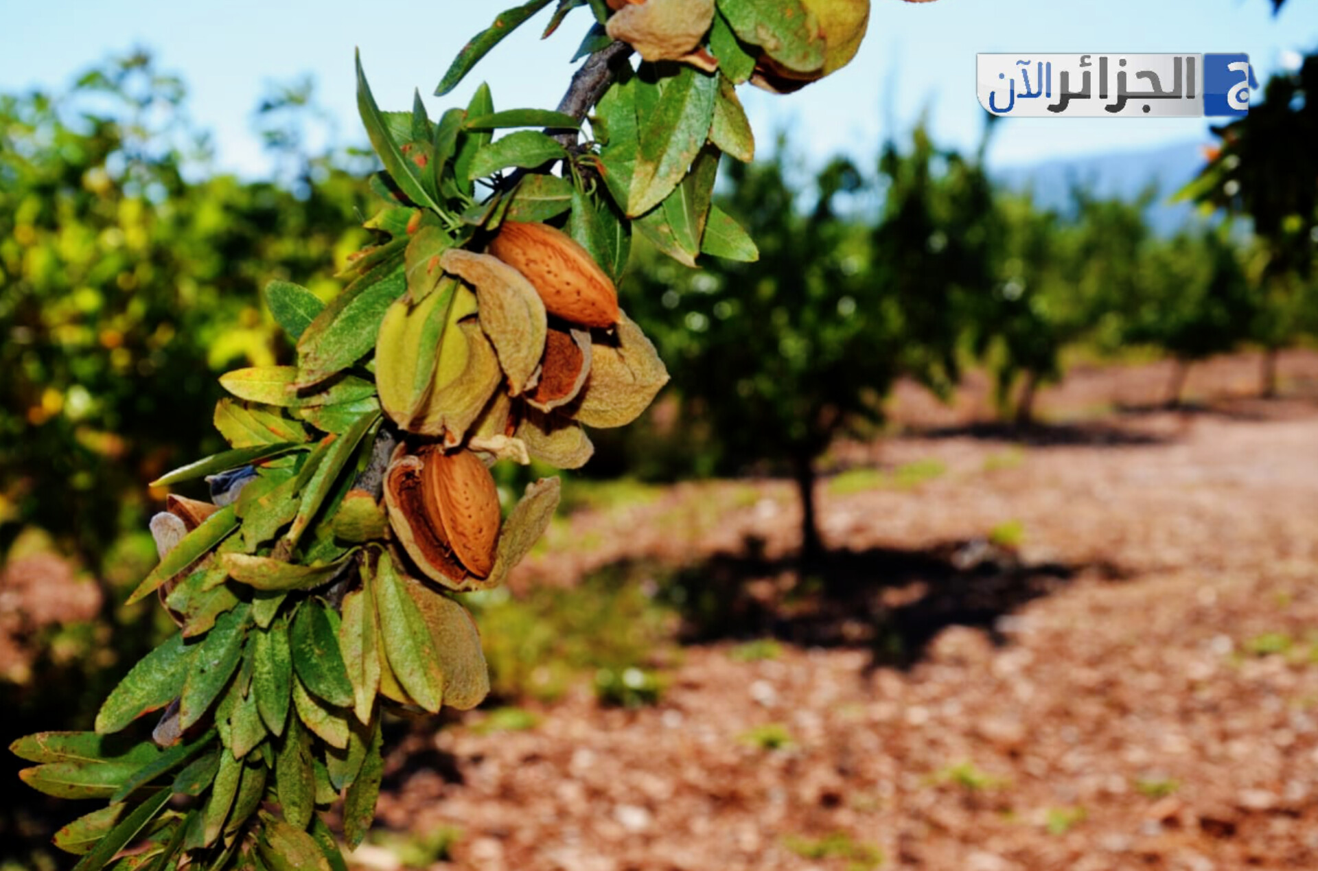الجزائر ضمن كبار منتجي اللوز عالميًا
