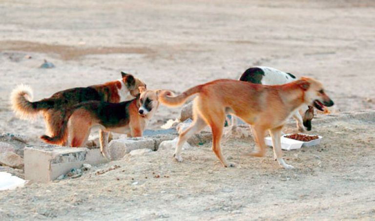 وزارة الفلاحة توقف نهائيًا قتل الحيوانات الضالة