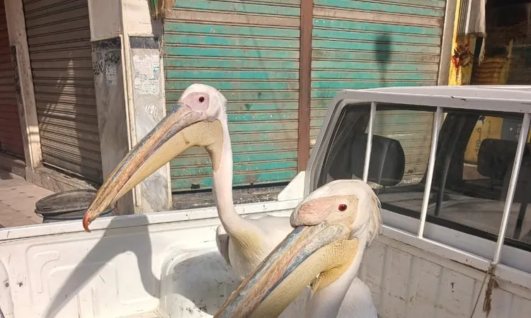 «البيئة» تشن حملة موسعة لحصر وجمع طيور البجع بطريق السخنة