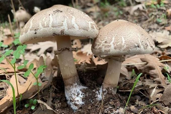 حملة إعلامية للتلاميذ والطلبة للتحذير من خطر “التسمم بالفطريات البرية”