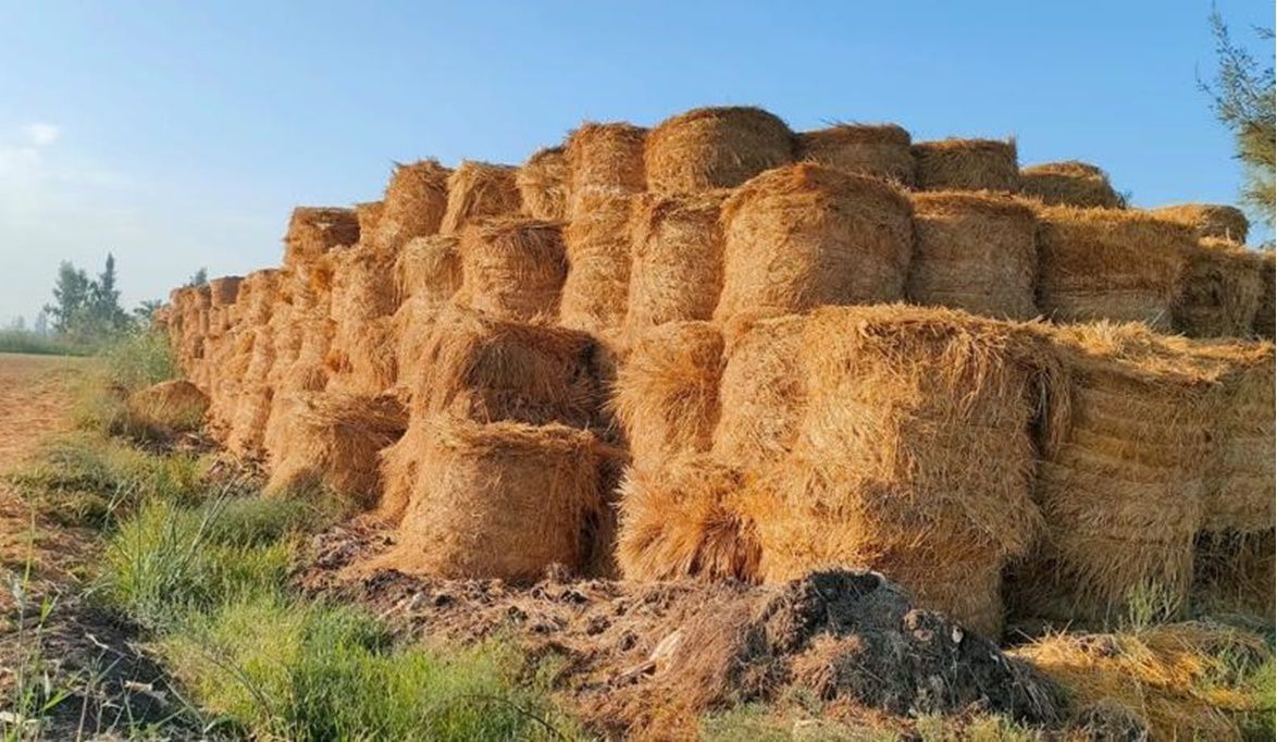 مصر تحقق رقماً قياسياً في جمع وتدوير قش الأرز: أكثر من 2.6 ملي…