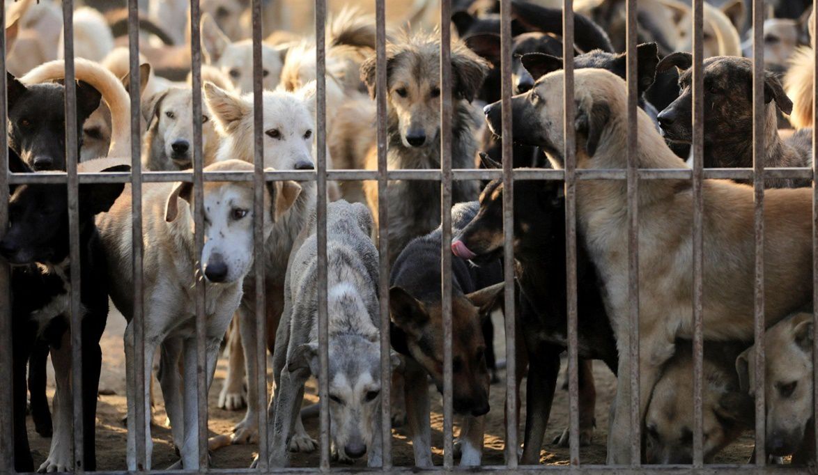 «الزراعة» تكشف حقيقة استقطاب 4000 طبيب بيطري ودورهم في مواجهة …