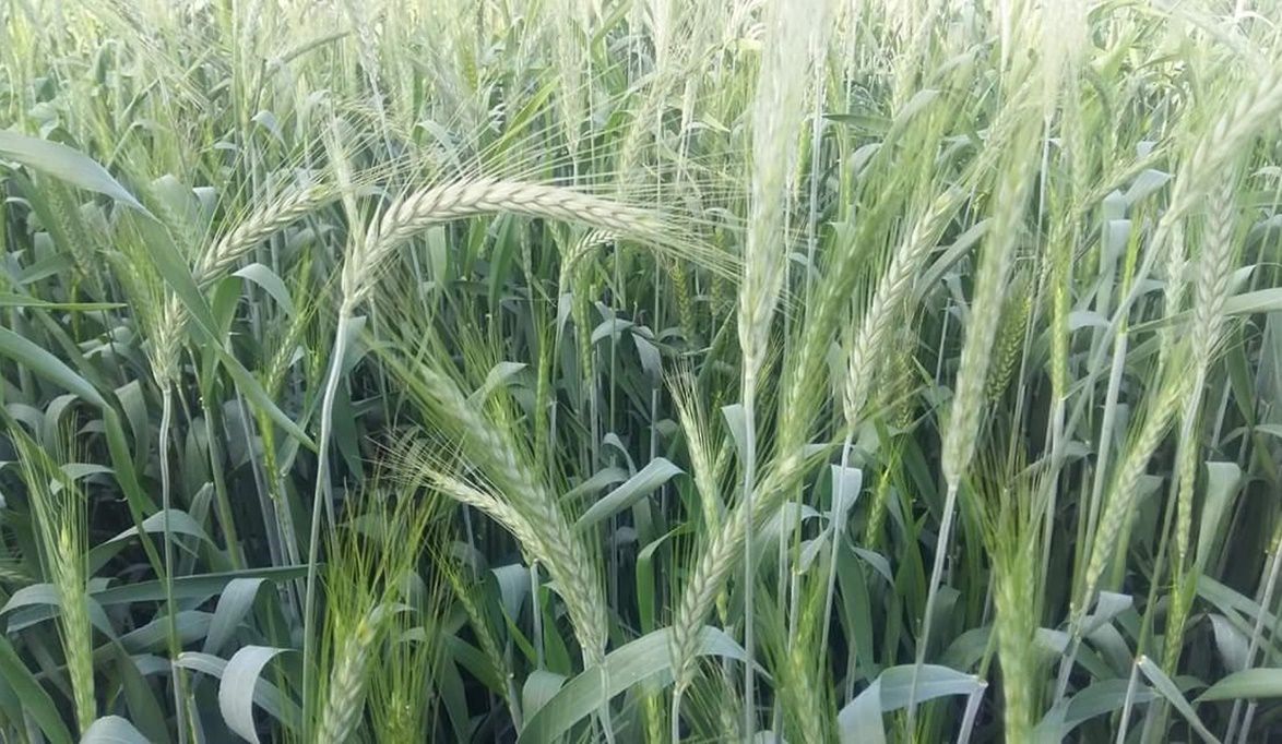 الزراعة تشجع المزارعين على “المصاطب” لزيادة الإنتاج وترشيد ميا…