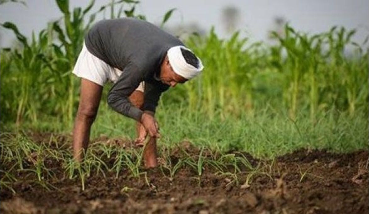 كود وشارة إلزامية على محلات بيع المبيدات الزراعية…