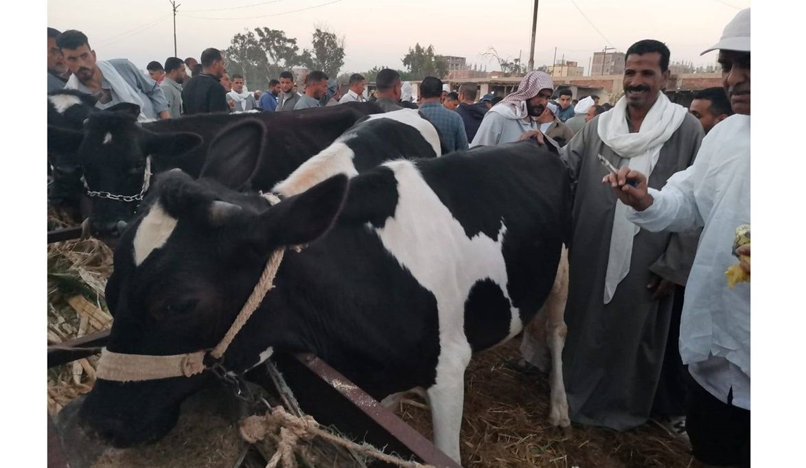 الزراعة” تعلن تحصين الماشية بأكثر من 8.5 مليون جرعة للقاحي الح…