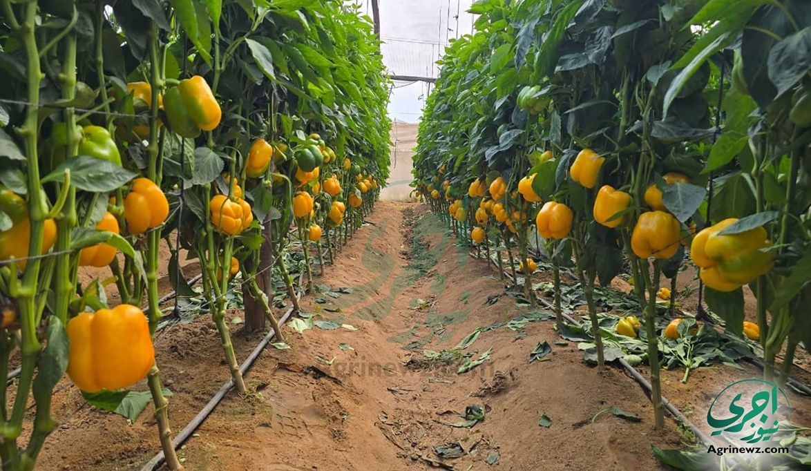 لجان الزراعة تحمي 9 أنواع خضراوات من الطقس ا…