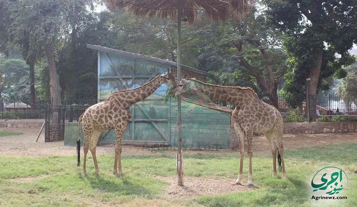 “شهد وفرحة”.. رعاية بيطرية مكثفة لإنقاذ زرافتي حديقة حيوان الج…