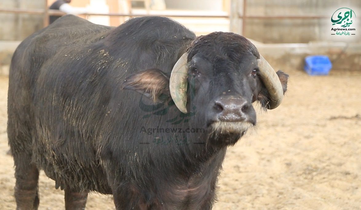 عجلات جاموس إيطالي لتعزيز الإنتاج…