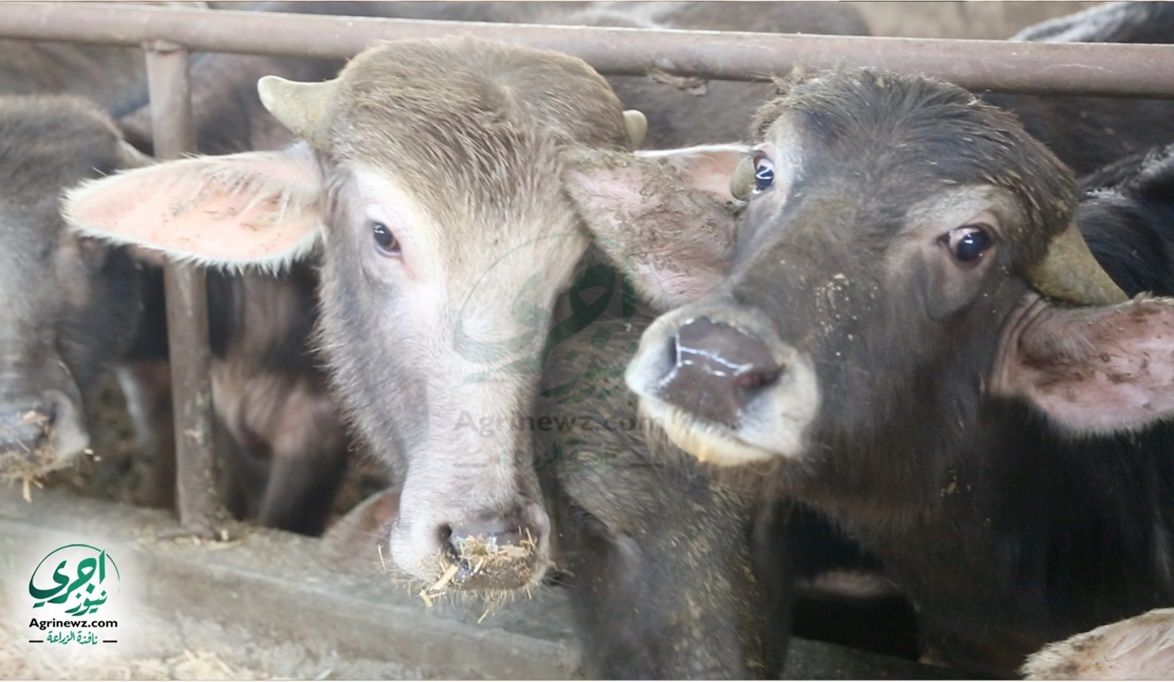 سلالات عالية الإنتاجية بمشروع البت…