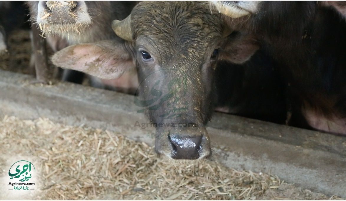 لجان ميدانية لمتابعة المستفيدين.. الزراعة تكثف الرقابة على تنف…