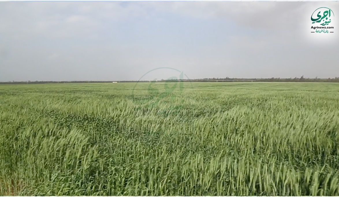 لمواجهة “الطقس السيئ”.. لجان متخصصة من “البحوث الزراعية” تُرشد…