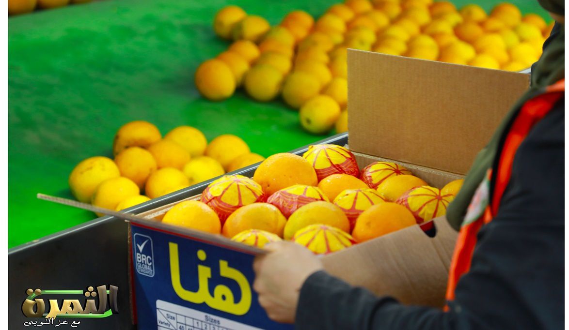 رسميًا.. انطلاق موسم تصدير البرتقال اليوم…