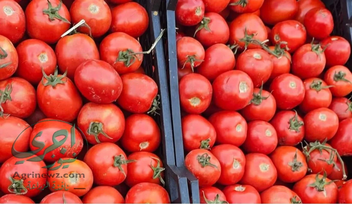معركة الخضار بين نقابة الفلاحين وشعبة الخضراوات  والسبب أسعار الطماطم – موقع اجرى نيوز الإخباري