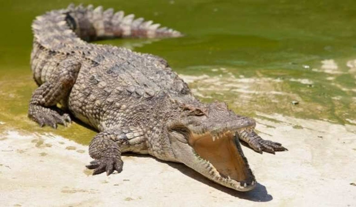 تطوير شامل لحديقة حيوان الجيزة وبيوت الزواحف استعدادًا لافتتاح…