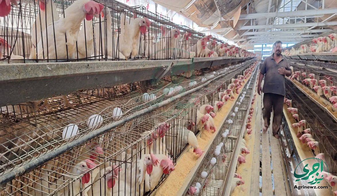 الدواجن المصرية تفتح أسواق التصدير.. الزراعة : الطلب الخارجي د…