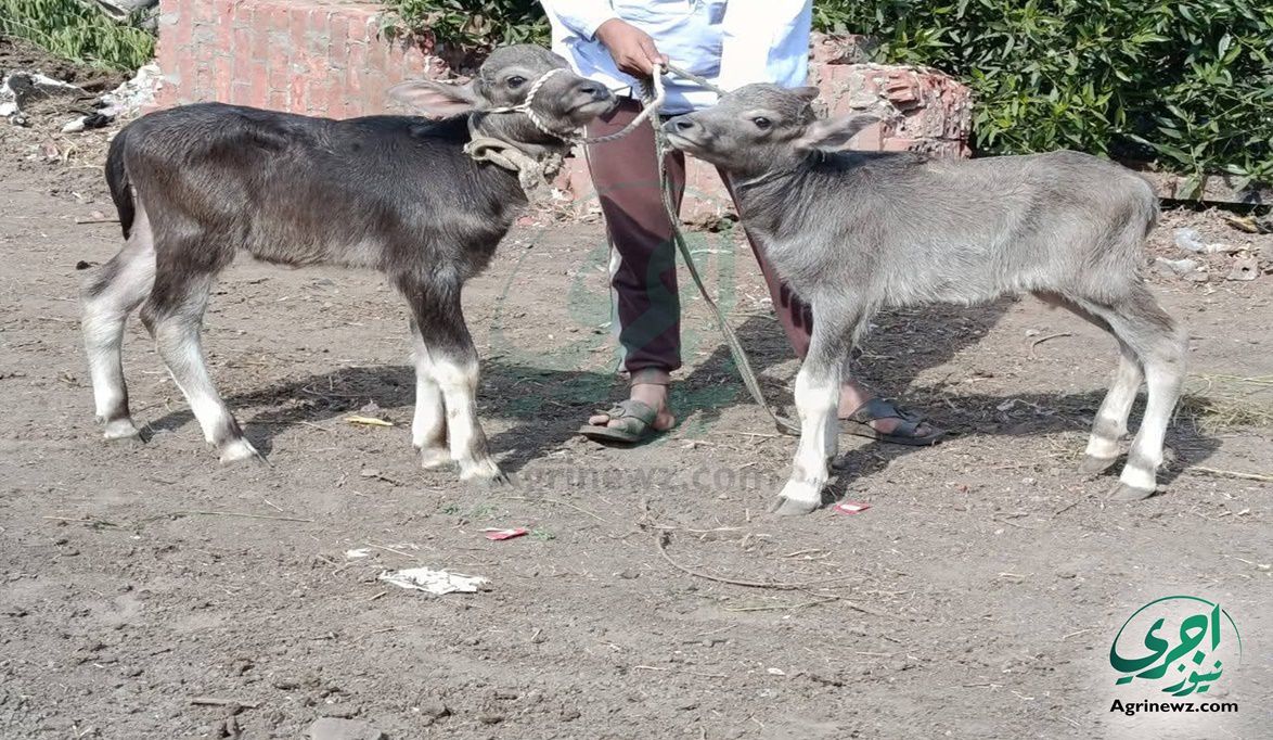 كيفية التقديم إلكترونياً أو عبر ال…