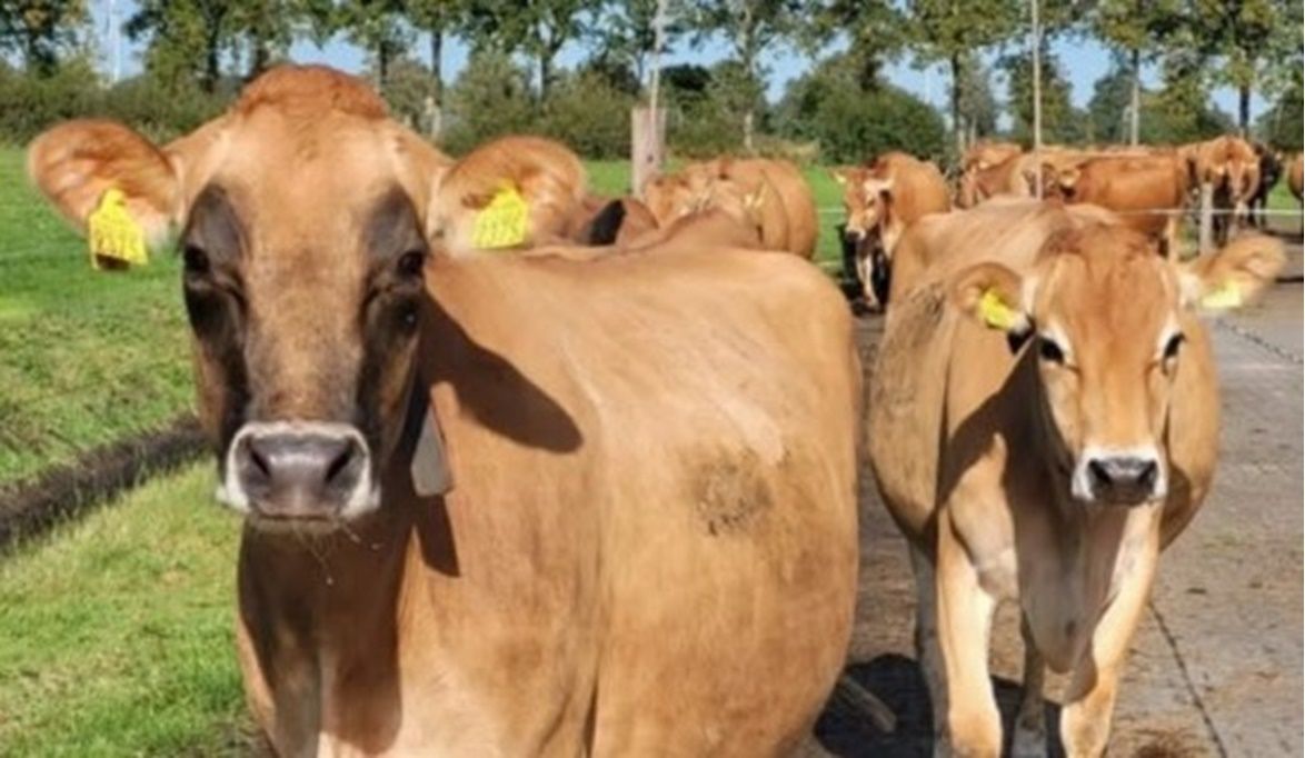 استبدال سلالات الابقار ضعيفة الإنتاج بعجلات عش…