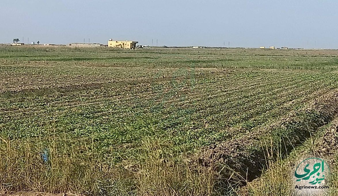 الأوقاف تكشف سر تسعير الأراضي الزراعية الوقفية: من 8 آلاف لـ55…