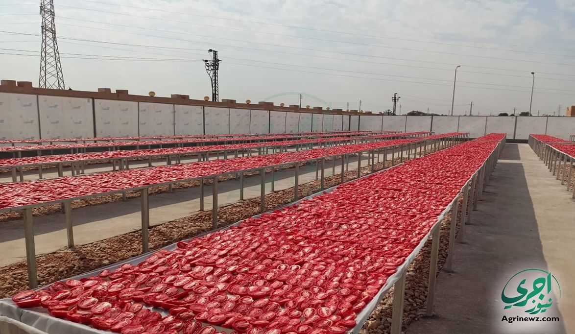 الأقصر تصنع مستقبل الزراعة المصرية .. والطماطم المجففة تقود قا…