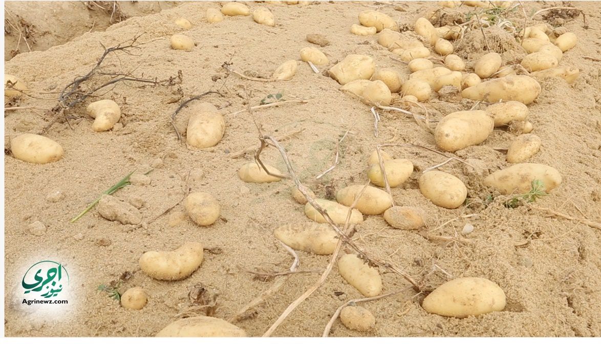 من البصل للبطاطس .. الزراعة متابعة 23 نوع خضار يوميًا لزيادة …