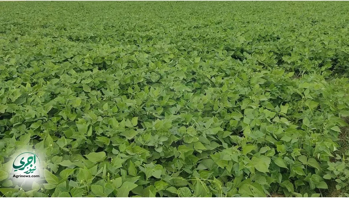 تجنب الندوة المتأخرة..️ برامج إرشادية لحماية الخضر الشتوية من …