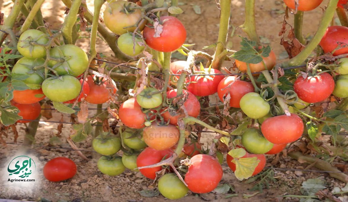 ليست حمراء فقط .. اكتشف أكثر من 30 صنفاً من الطماطم بألوان ونك…