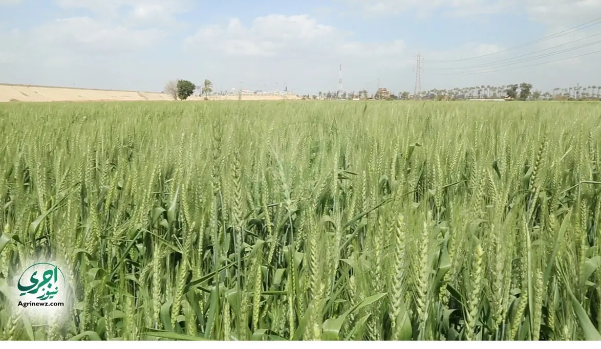 الزراعة تُتابع زراعات القمح.. توفير التقاوى وصرف الأسمدة دفعة …