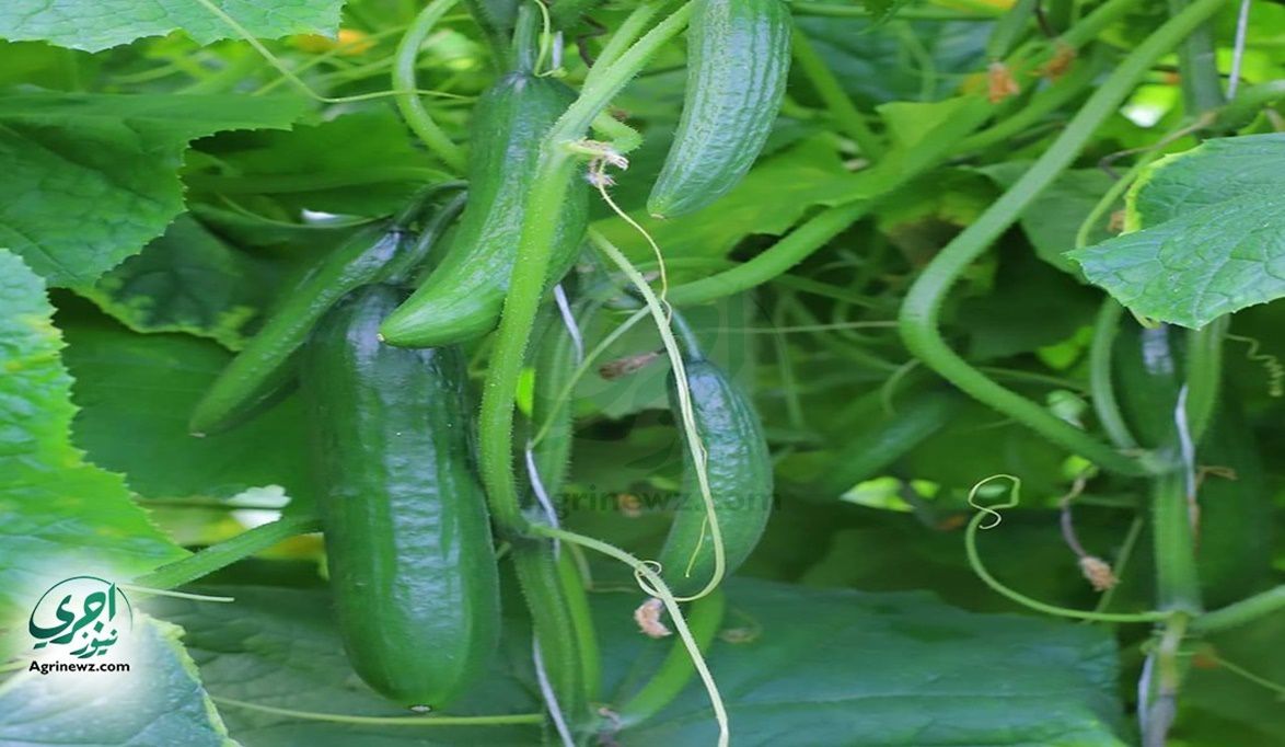 ندوات إرشادية مكثفة لحماية زراعات…