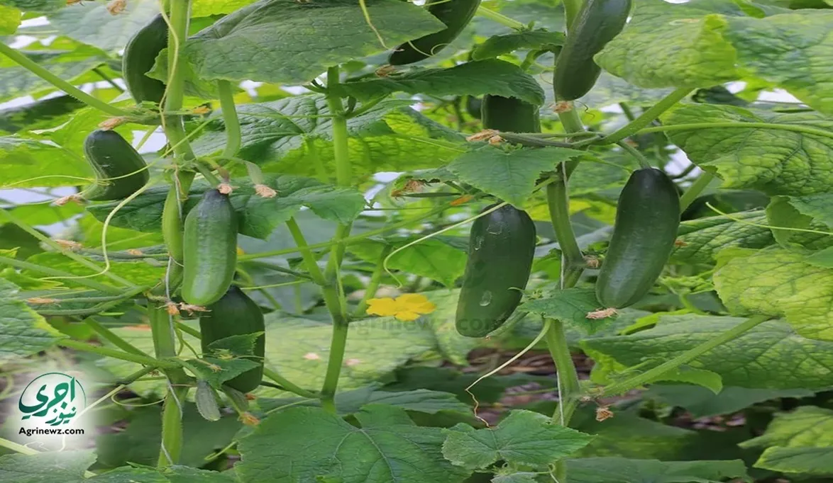 ضمان احتياجات السوق ..الزراعة متابعة 23 نوع خضار وغرف عمليات …