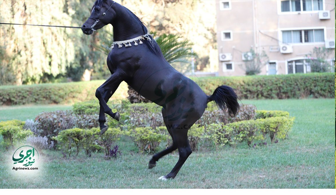 معايير عالمية وتحاليل “DNA” لتوثيق أنساب الخيول العربية المشار…