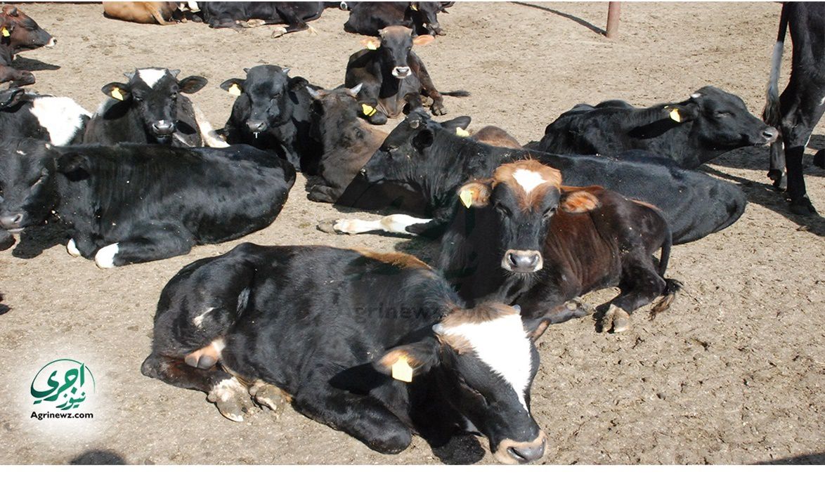 خارطة حكومية لزيادة اللحوم الحمراء واستقرار الأسعار في الأسواق…