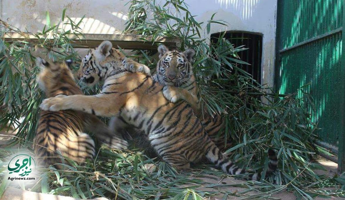 مدام زيزي ورعد يقودان عرض المفترسات المفتوح بحديقة حيوان الجيز…