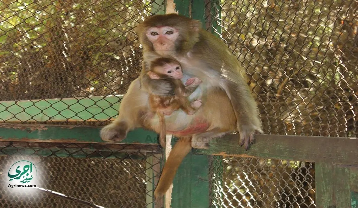 استعداداً للافتتاح.. وجبات “عسل وتفاح” لحيوانات حديقة الجيزة…