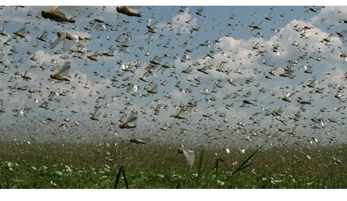 الزراعة تحصين حدود مصر بفرق مسح ومكافحة لمنع تسلل الجراد إلى …