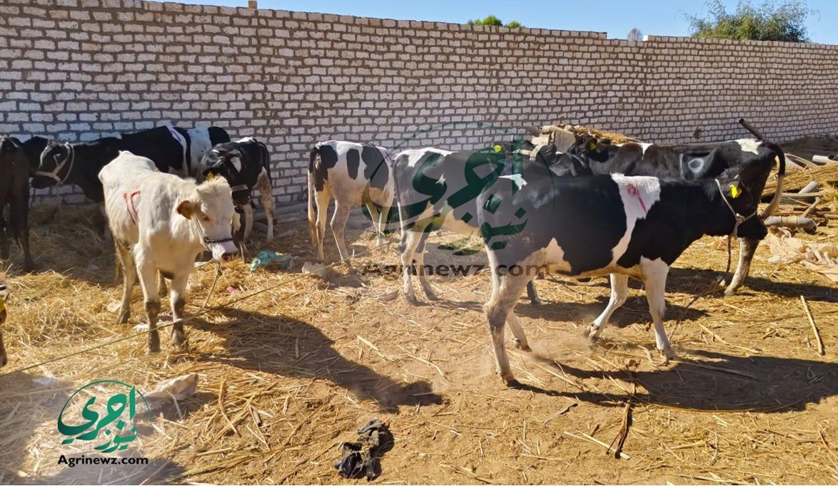 حزمة إجراءات زراعية تقلّص واردات اللحوم وتدعم الاكتفاء الذاتي …