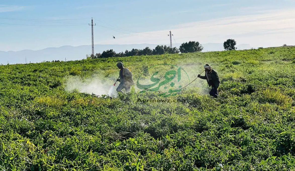 حرب “الزراعة” على المبيدات المهربة والمقلدة لضمان سلامة الإنتا…