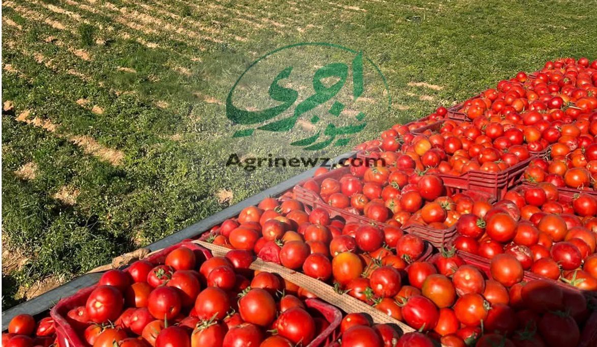 ثورة الأنفاق البلاستيكية.. كيف تحوّل الطماطم من ضحية برد الشتا…