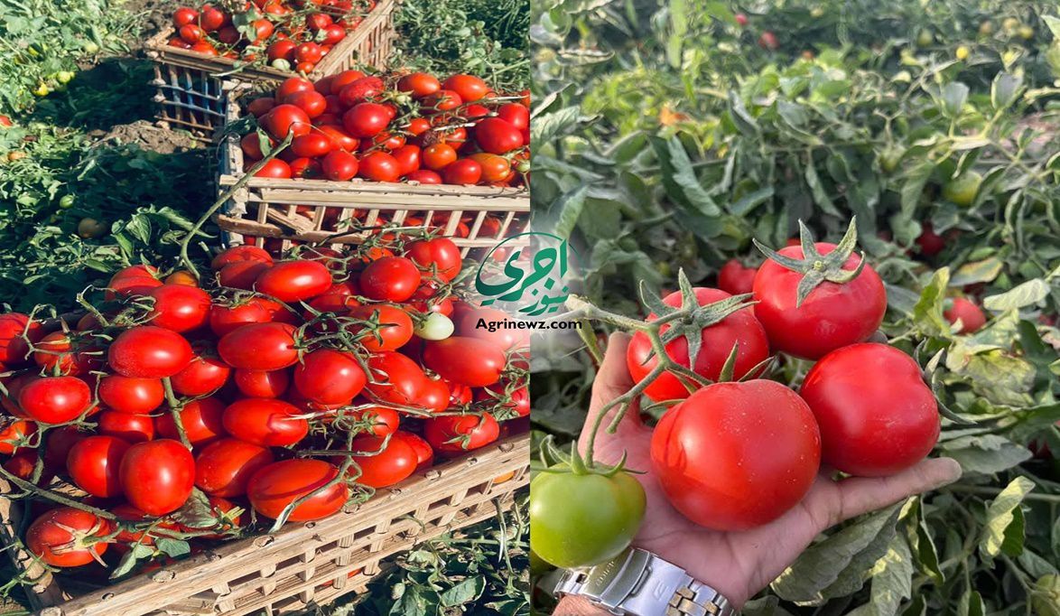 الطماطم تتحدى الصقيع.. أسرار الزراعة تحت الأنفاق البلاستيكية ل…