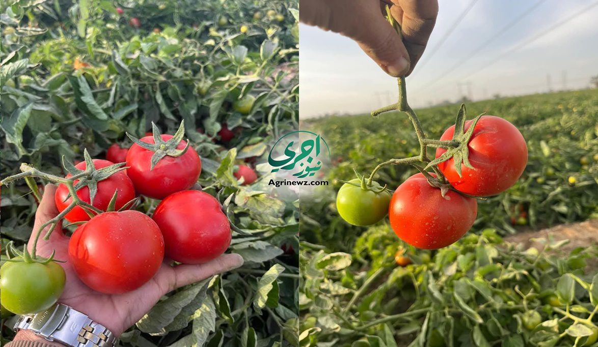 الطماطم الكرزية والتراثية .. ثروة جينية تضمن نكهة فريدة ومقاوم…