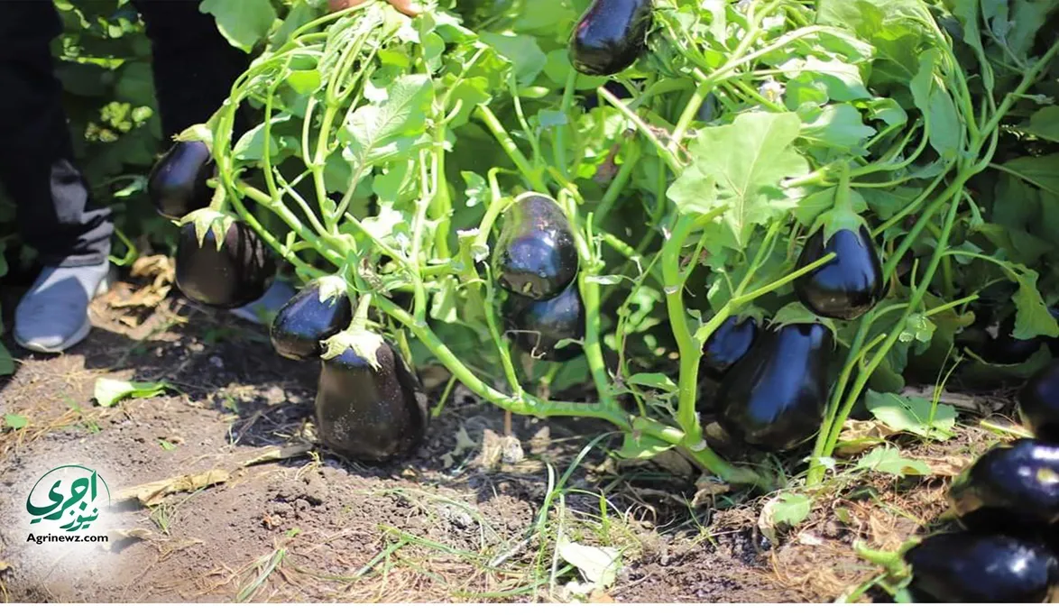 العلاج الفوري لـ 9 سلع .. الزراعة تلاحق أمراض الخضر الشتوية في…