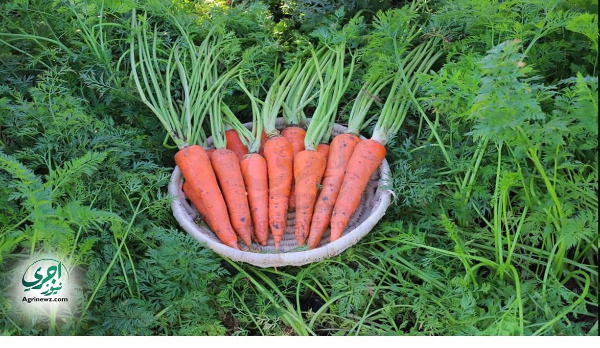 تكثيف مرور لجان المبيدات لضمان تداول منتجات سليمة ومكافحة التص…