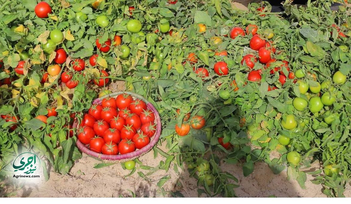 انتبه يا مزارع الطماطم “الزراعة” تحذر من التعامل مع المشاتل غي…