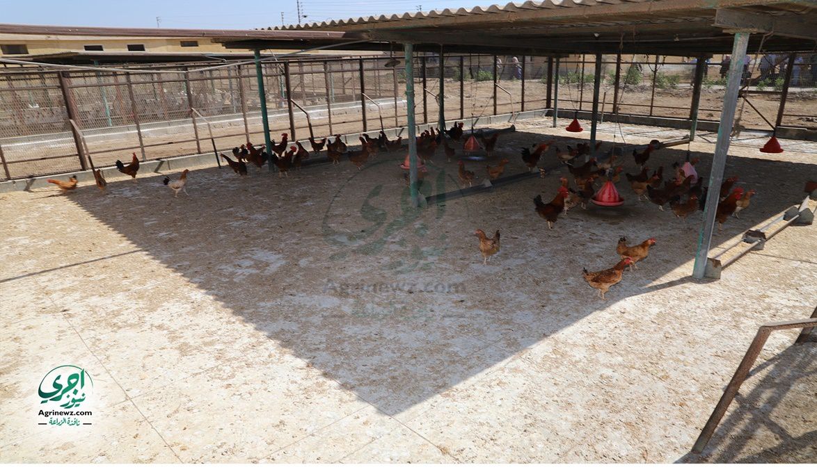 سحب عينات دورية من مزارع الدواجن لضمان الأم…