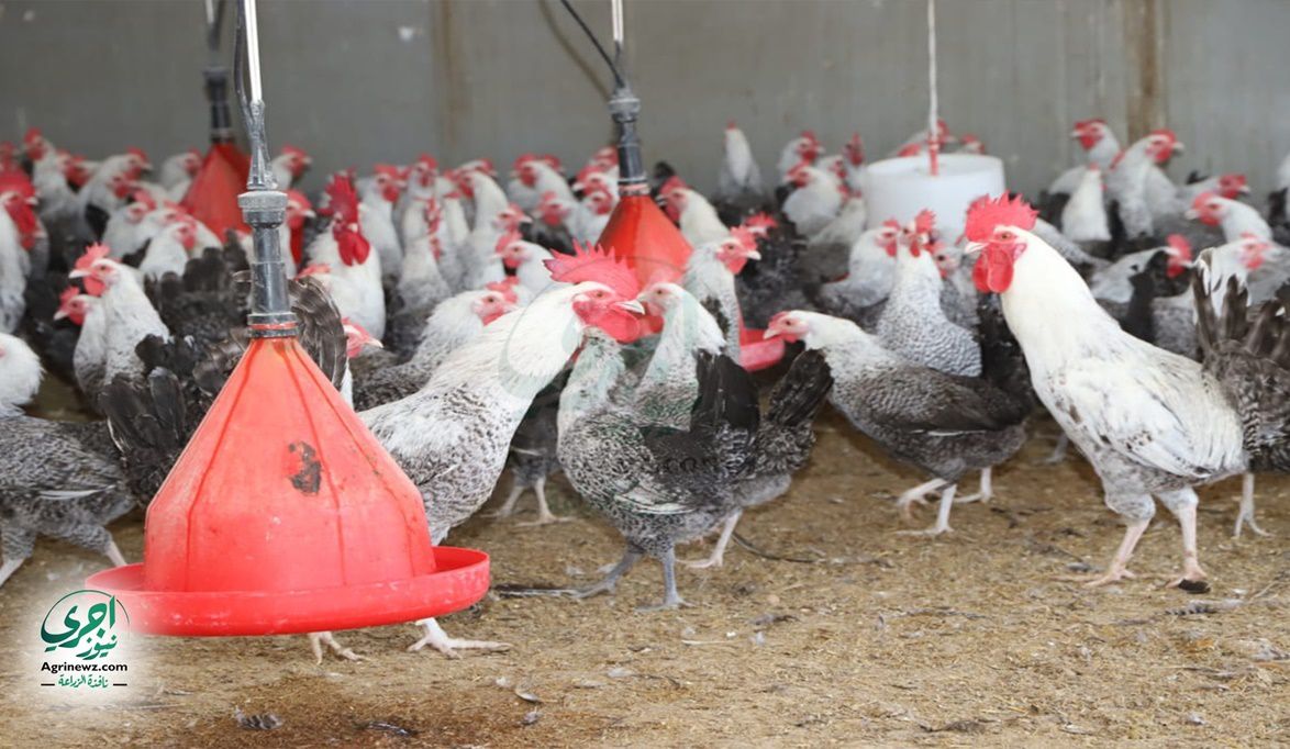 من الصحاري إلى الموائد المصرية.. مشروعات الدواجن تحقق أمنًا حي…